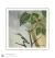 Image for Coming Soon...Male & Female Ruby-throated Hummingbird